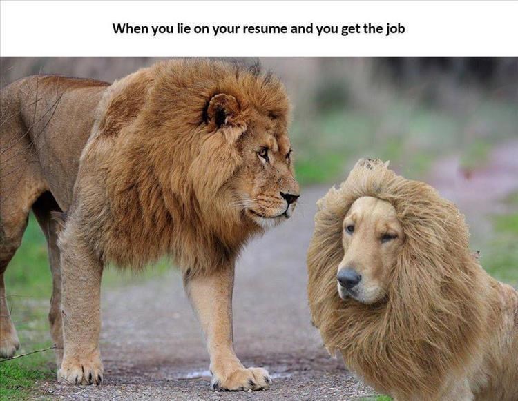 “When You Lie on Your Résumé” Meme: Why It’s So Relatable