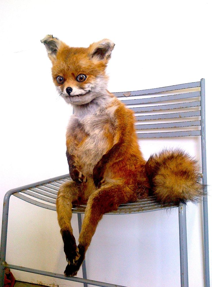 Fox in Chair Meme, Explained