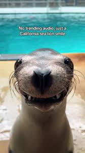 Sea Lion Meme, Explained