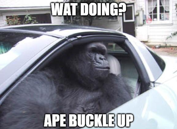 Buckle Up Meme, Explained