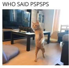 Pspsps Meme, Explained