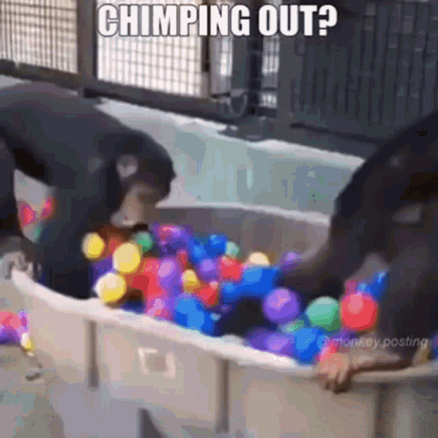 “Chimping Out” Meme, Explained