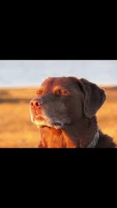 Dog Praying Meme, Explained