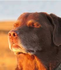 Dog in Sun Meme, Explained