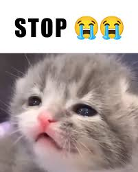 Please Stop Meme, Explained – WAHUP