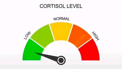 Low Cortisol Meme, Explained