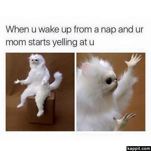 White Monkey Meme, Explained