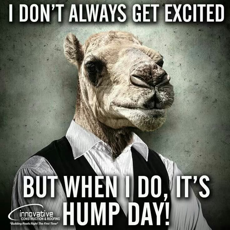 Hump Day Meme for Work, Explained