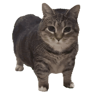 Spinning Cat Meme, Explained