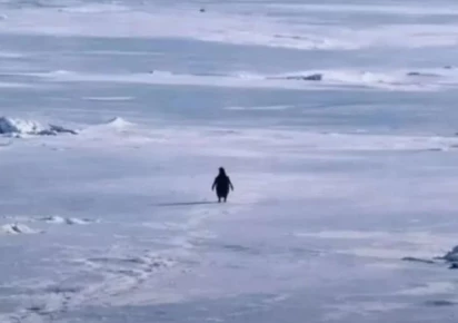 Penguin Meme 2026, Explained