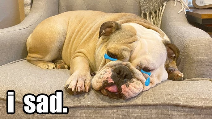 Sad Bulldog Meme, Explained