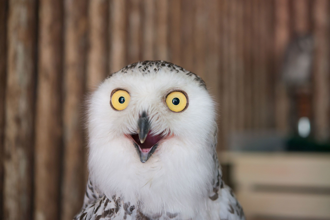The Superb Owl Meme, Explained