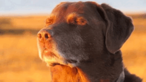 Dog Breathing Meme, Explained
