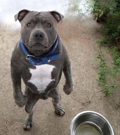 Pitbull Meme, Explained