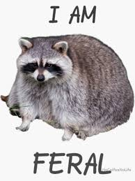 Feral Meme, Explained