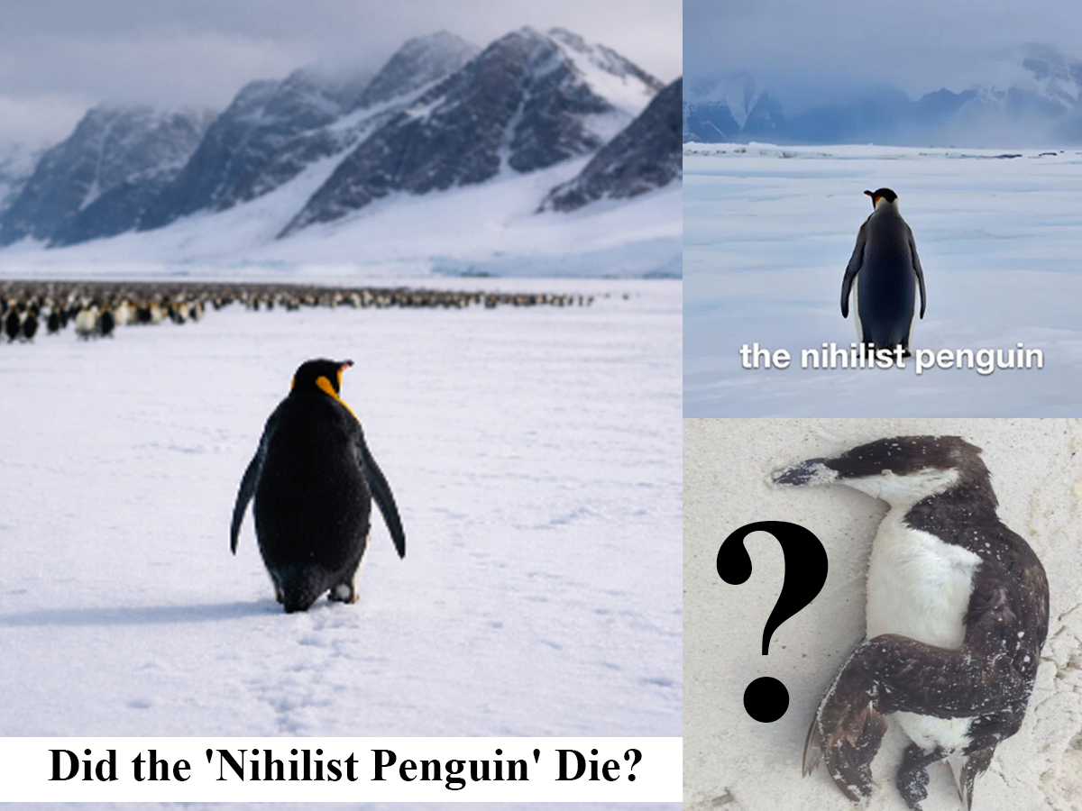 Nihilist Penguin Meme, Explained