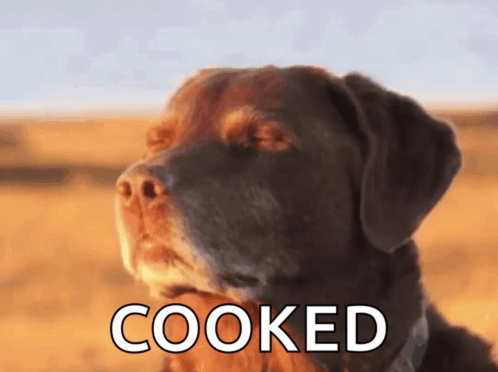 Cooked Dog Meme, Explained