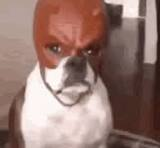 Dog With Mask Meme, Explained