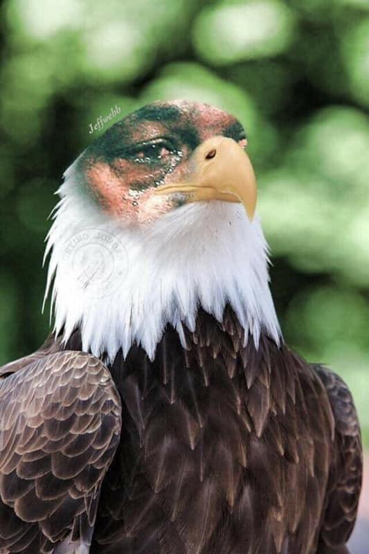 Eagles Crying Meme, Explained