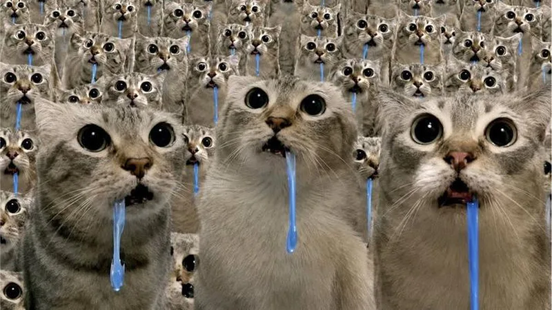 Drooling Cat Meme, Explained