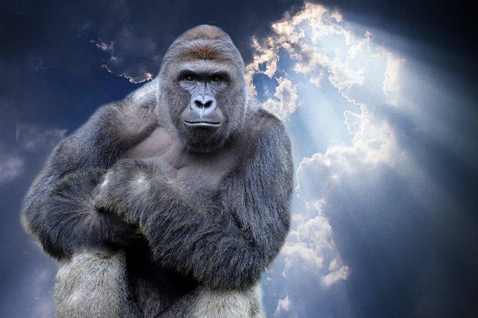 The Harambe Meme, Explained