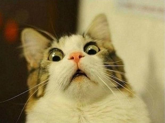 Scared Cat Meme, Explained