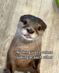 Otter Meme, Explained