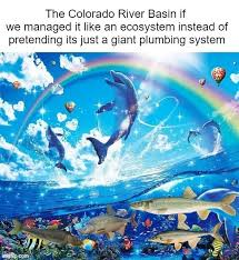 Dolphins Meme, Explained