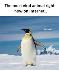 The Penguin Meme, Explained