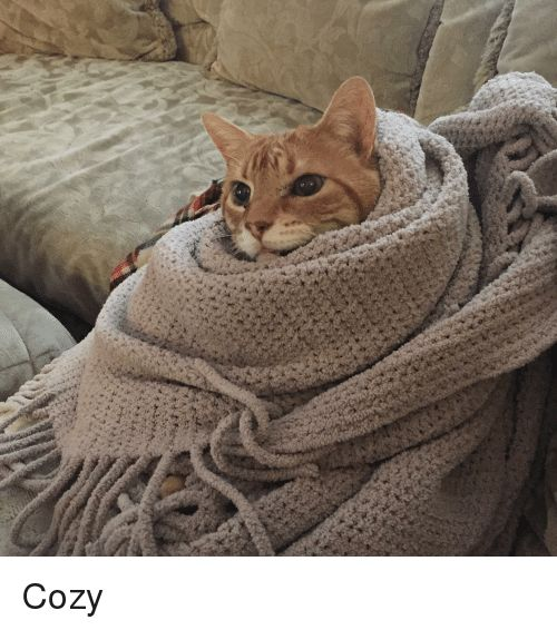 Cozy Meme, Explained