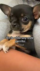 The 'Quiere Llorar' Meme, Explained