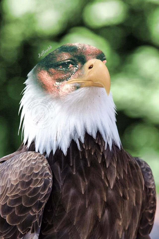Eagles Losing Meme, Explained