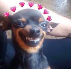 Happy Dog Meme, Explained