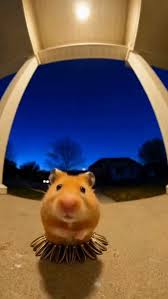 Hamster Reaction Meme, Explained