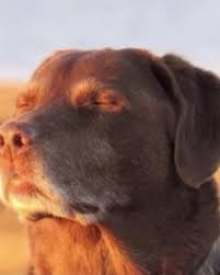 Dog Eyes Closed Meme, Explained