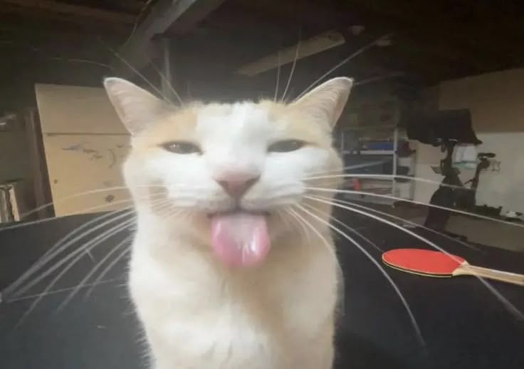 The “Cat With Tongue Out” Meme, Explained