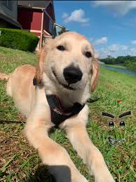 The Smirking Dog Meme, Explained