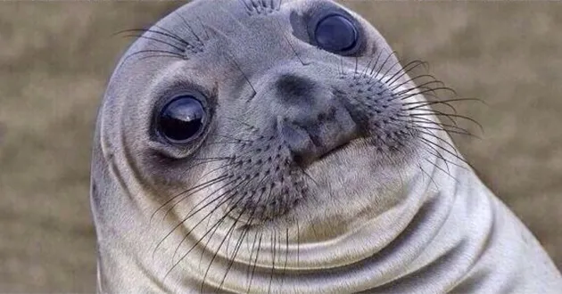 Seal Meme, Explained