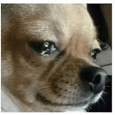 Crying Chihuahua Meme, Explained