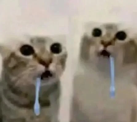 Cat Drooling Meme, Explained