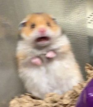 Screaming Hamster Meme, Explained