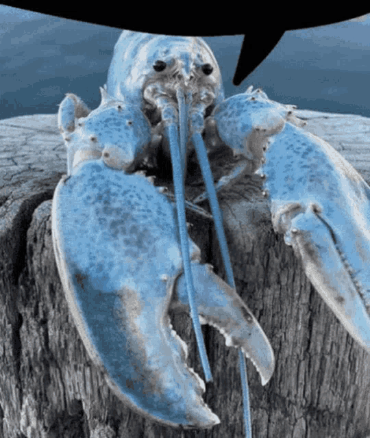 Blue Lobster Meme, Explained
