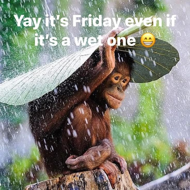 Rainy Friday Meme, Explained