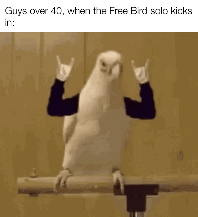 Free Bird Meme, Explained