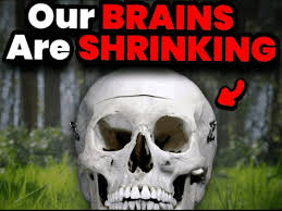 Our Brains Are Shrinking Meme, Explained