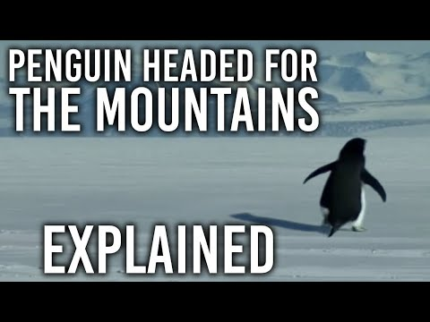 What is the Penguin Meme, Explained