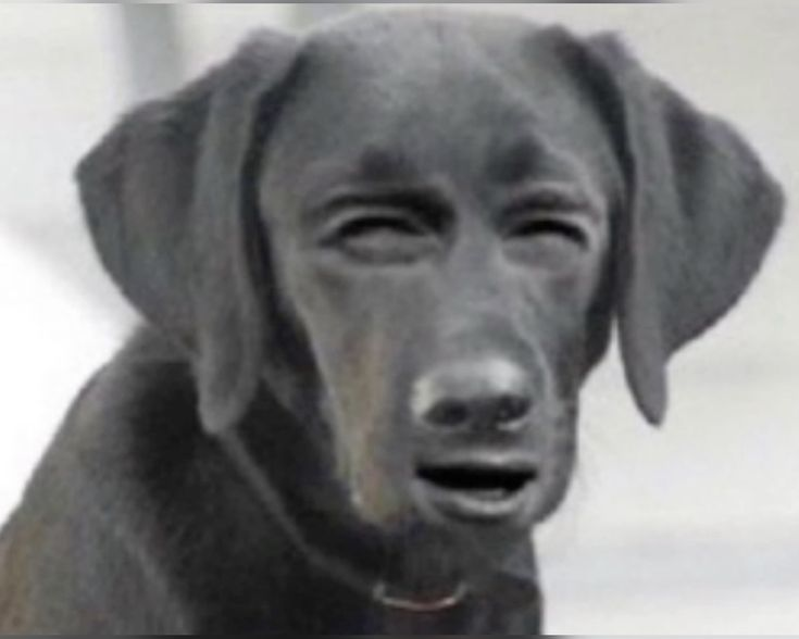 Dog Squinting Meme, Explained
