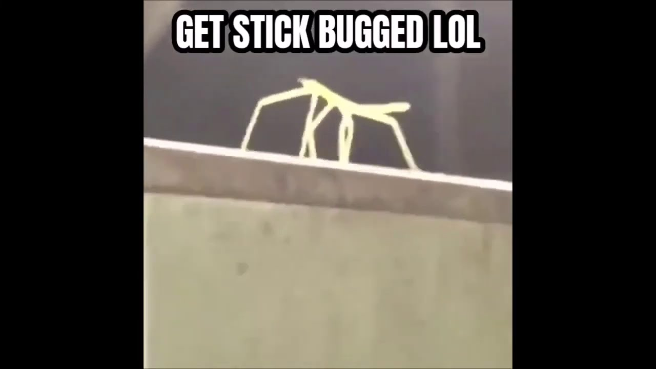Stick Bug Meme, Explained