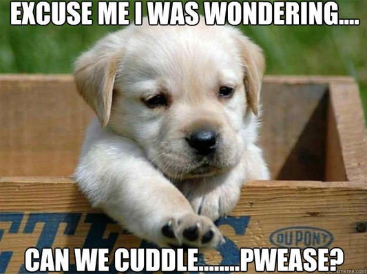 Cuddle Meme, Explained