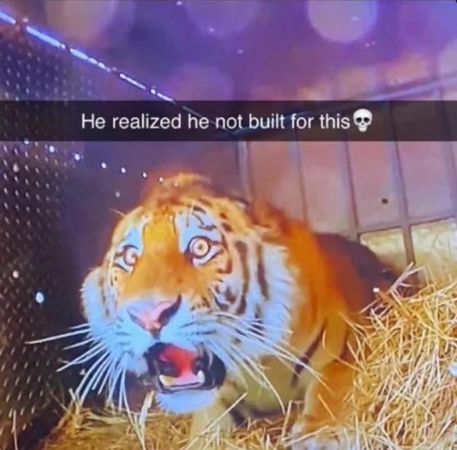 Jake Browning Meme: Why the Bengals QB Became a Reaction Template